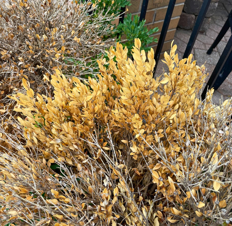 Brown leaves on a boxwood bush.